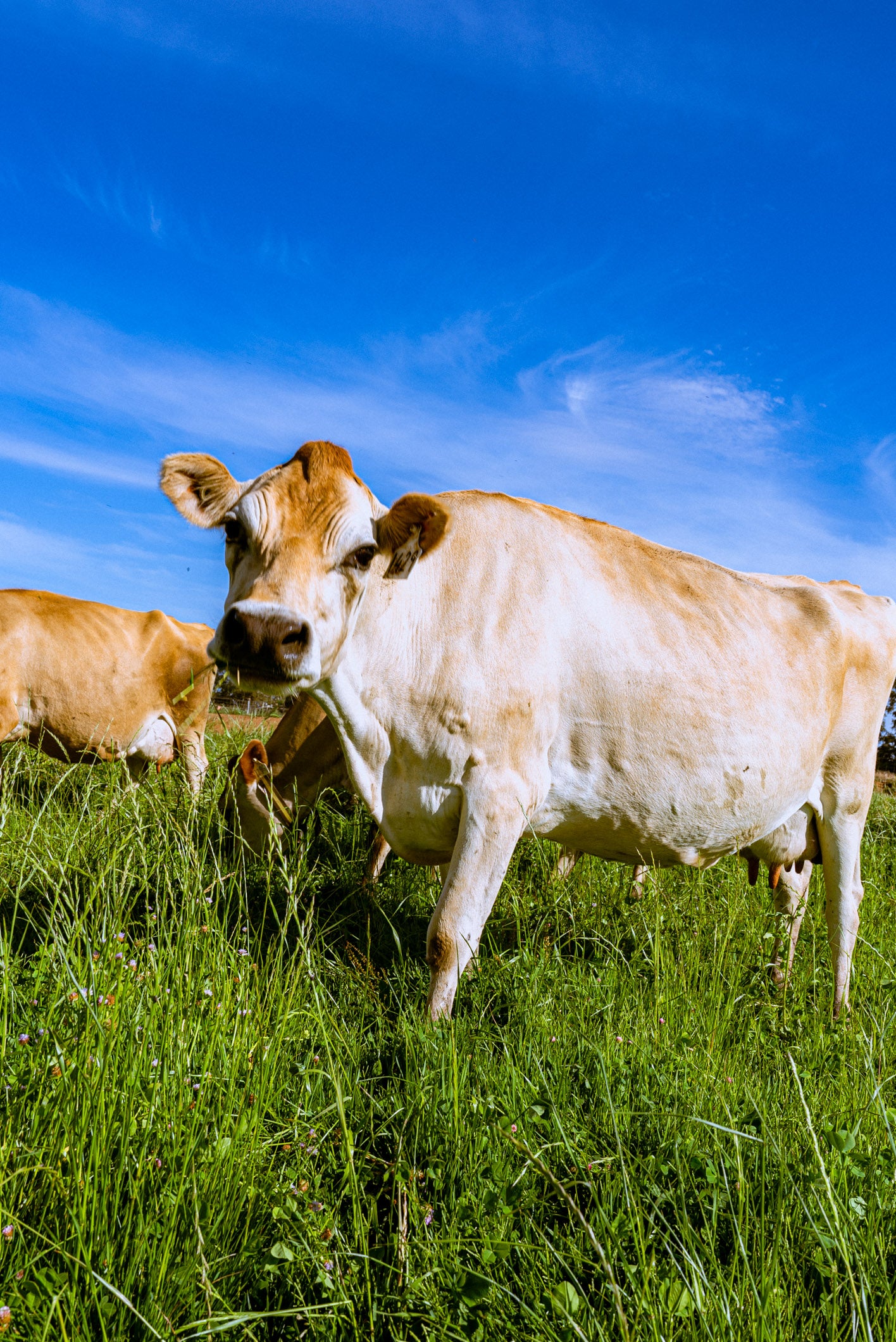 Messina jersey cows produce milk for all their gelato