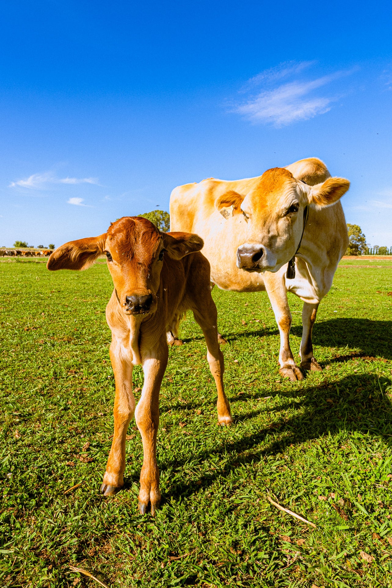 A trip to the Messina Farms