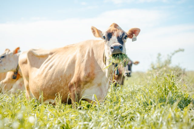 Our Methane Production Trial at our Dairy Farm