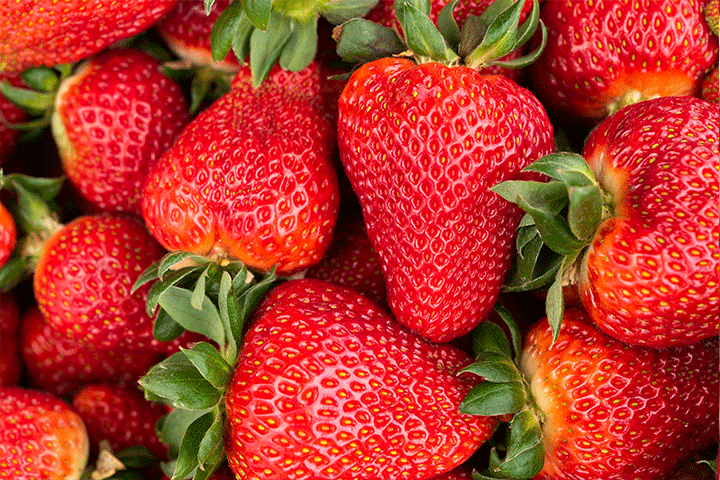Messina Strawberry Farm - Picking when Perfectly Ripe