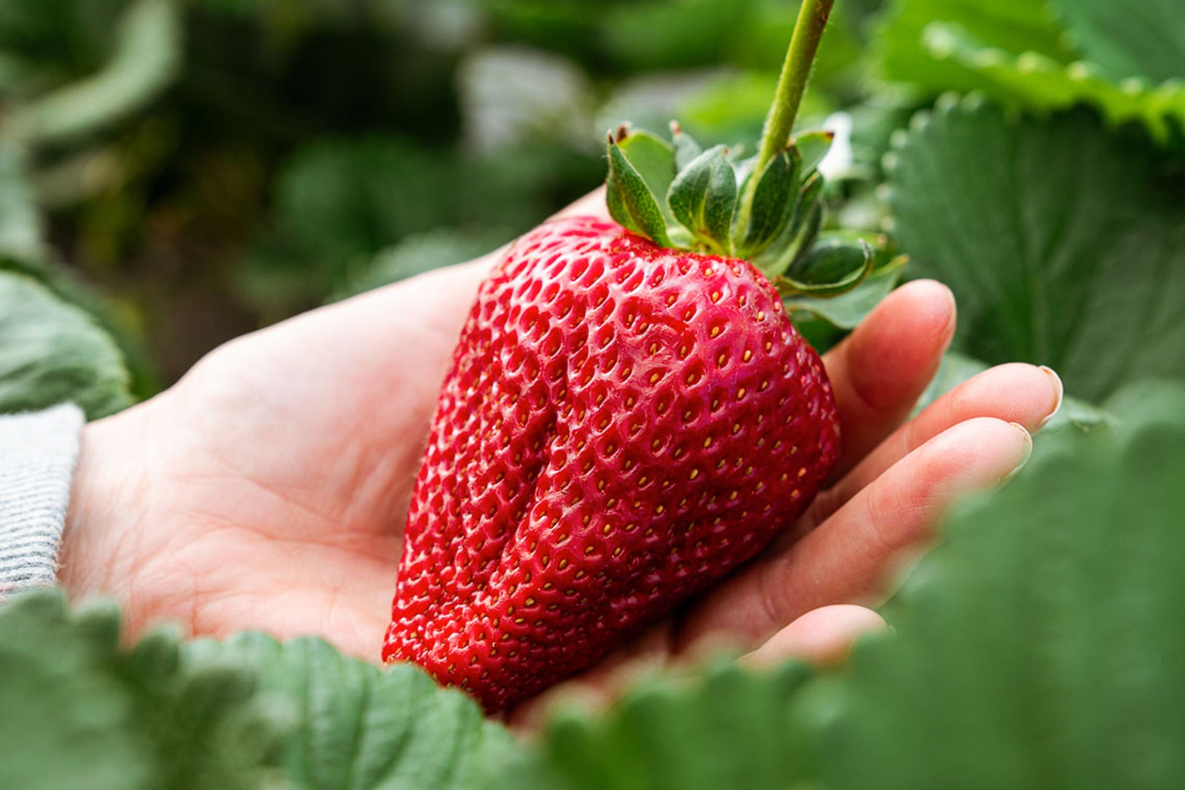 The Biggest Strawberries We've Ever Seen!