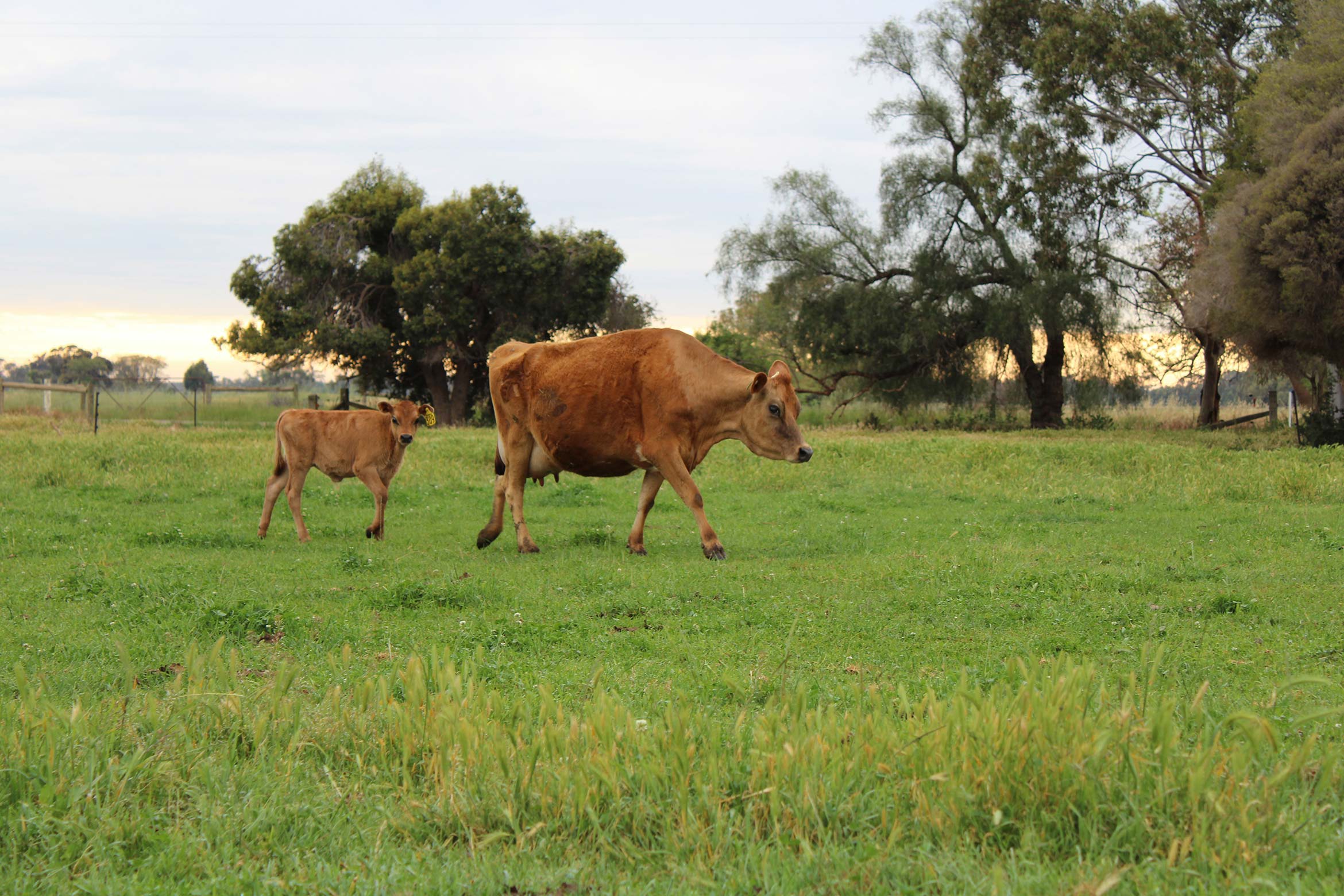 Farm Update: Our calves now stay with their mothers