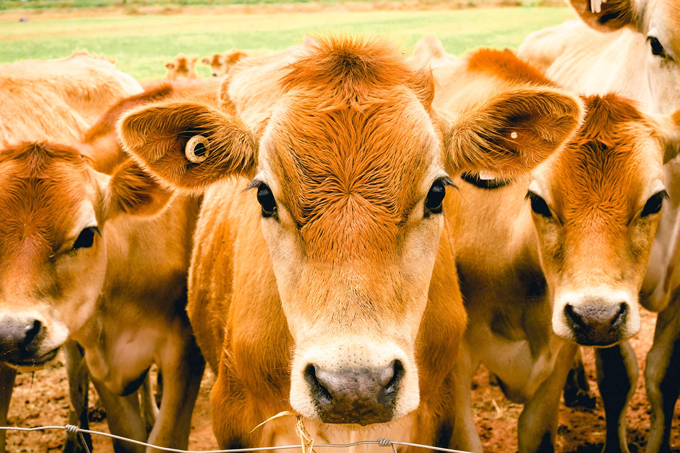 Learn About What Our Cows Are Grazing On This Winter