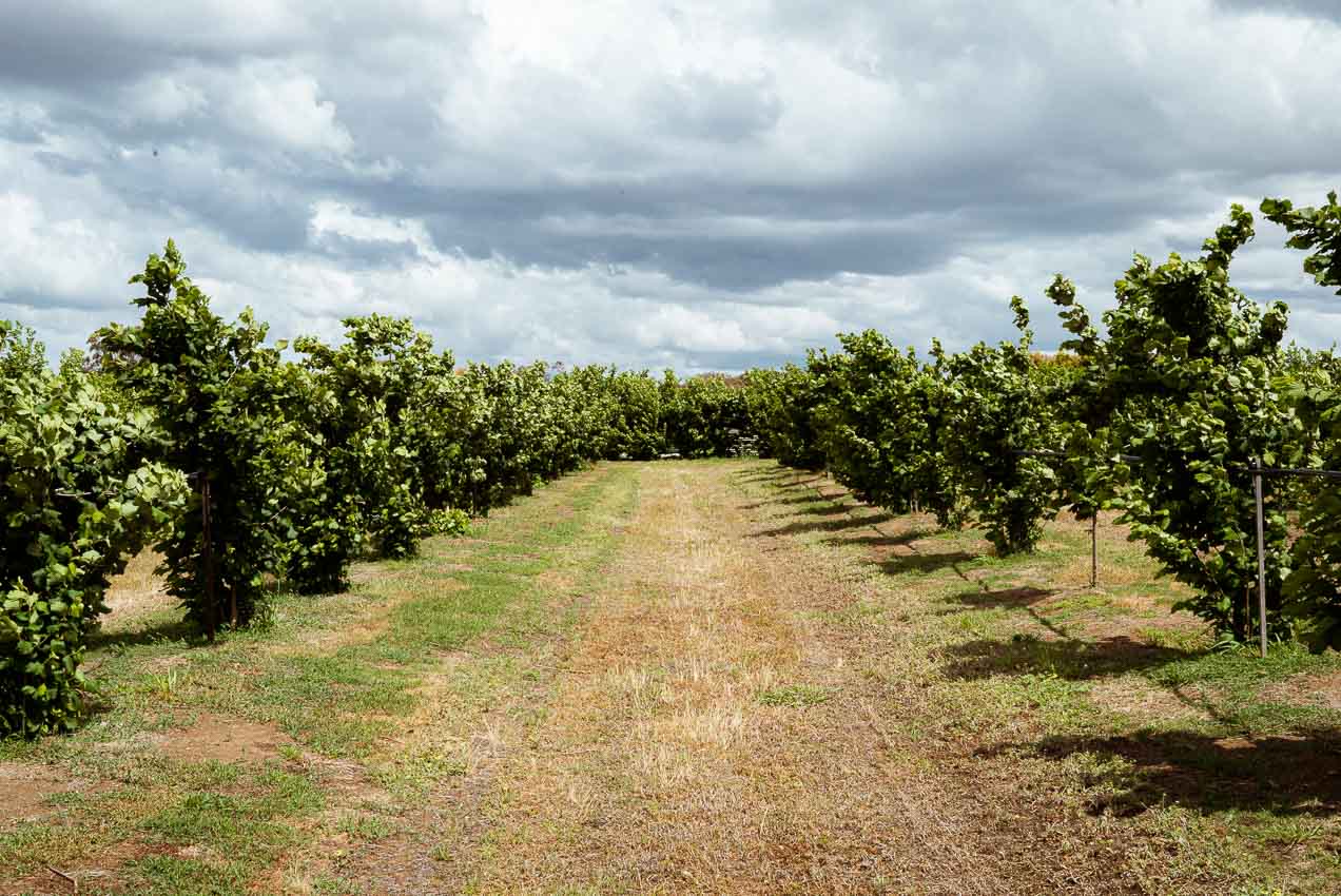 The Messina Hazelnut Farm