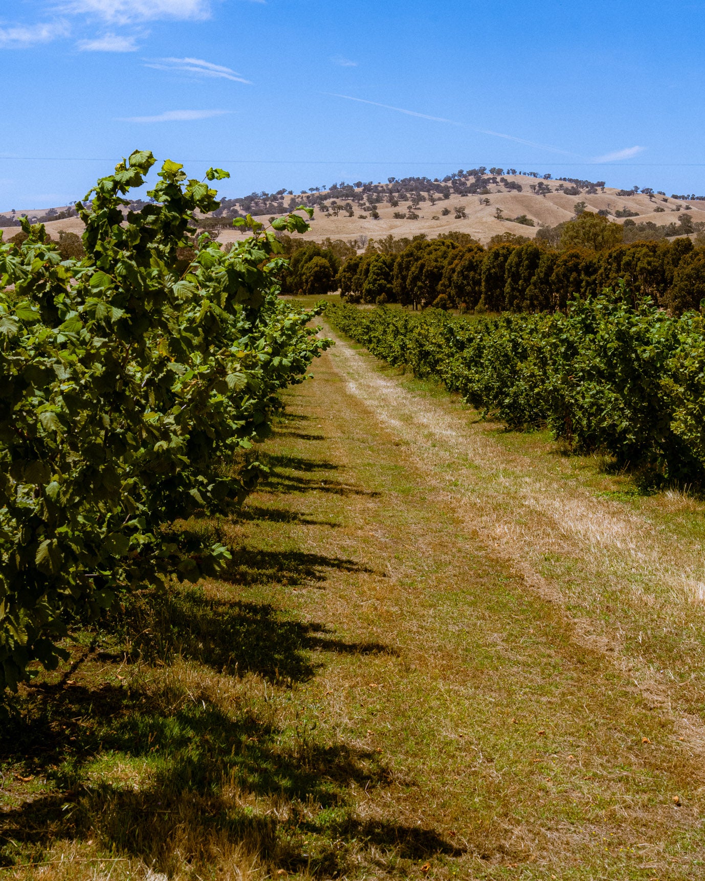 Seven Years of Hazelnut Farming