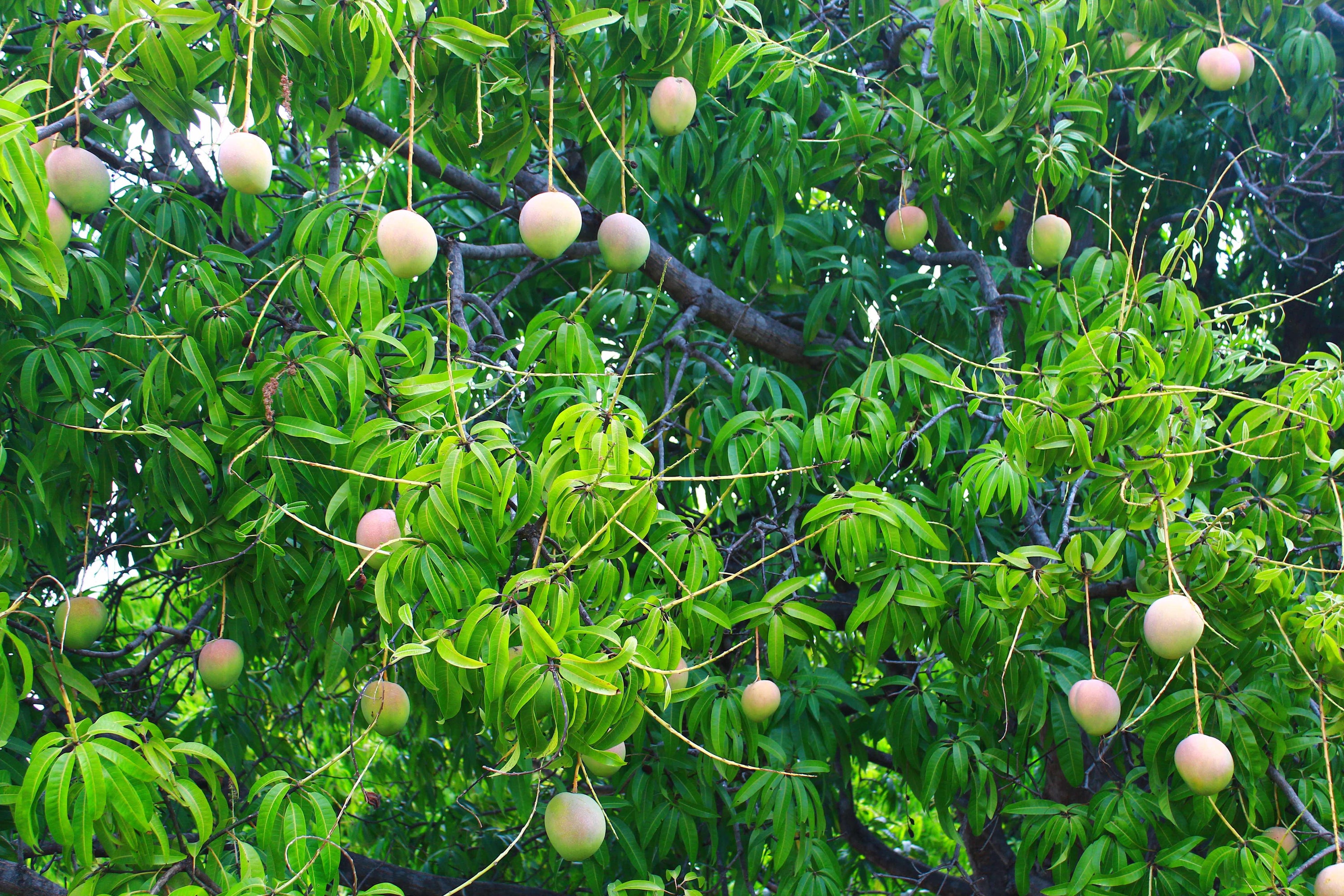 Manbulloo Mango Farm