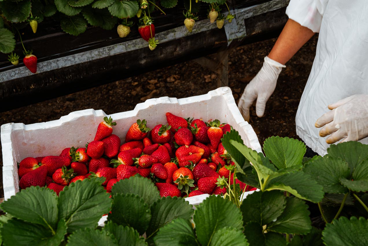 The Messina Strawberry Farm