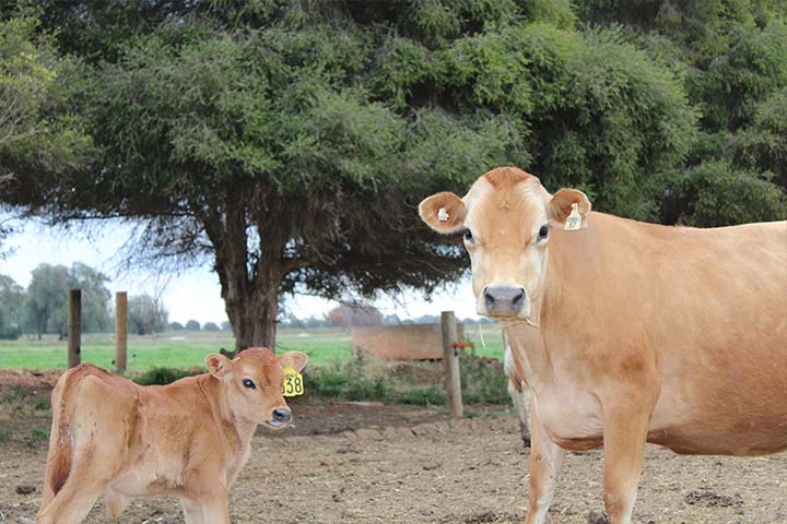 If you need lots of milk, buy lots of cows